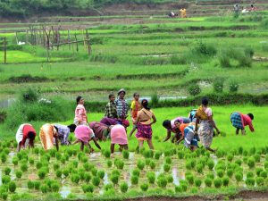agriculture loan