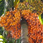 Areca nut price