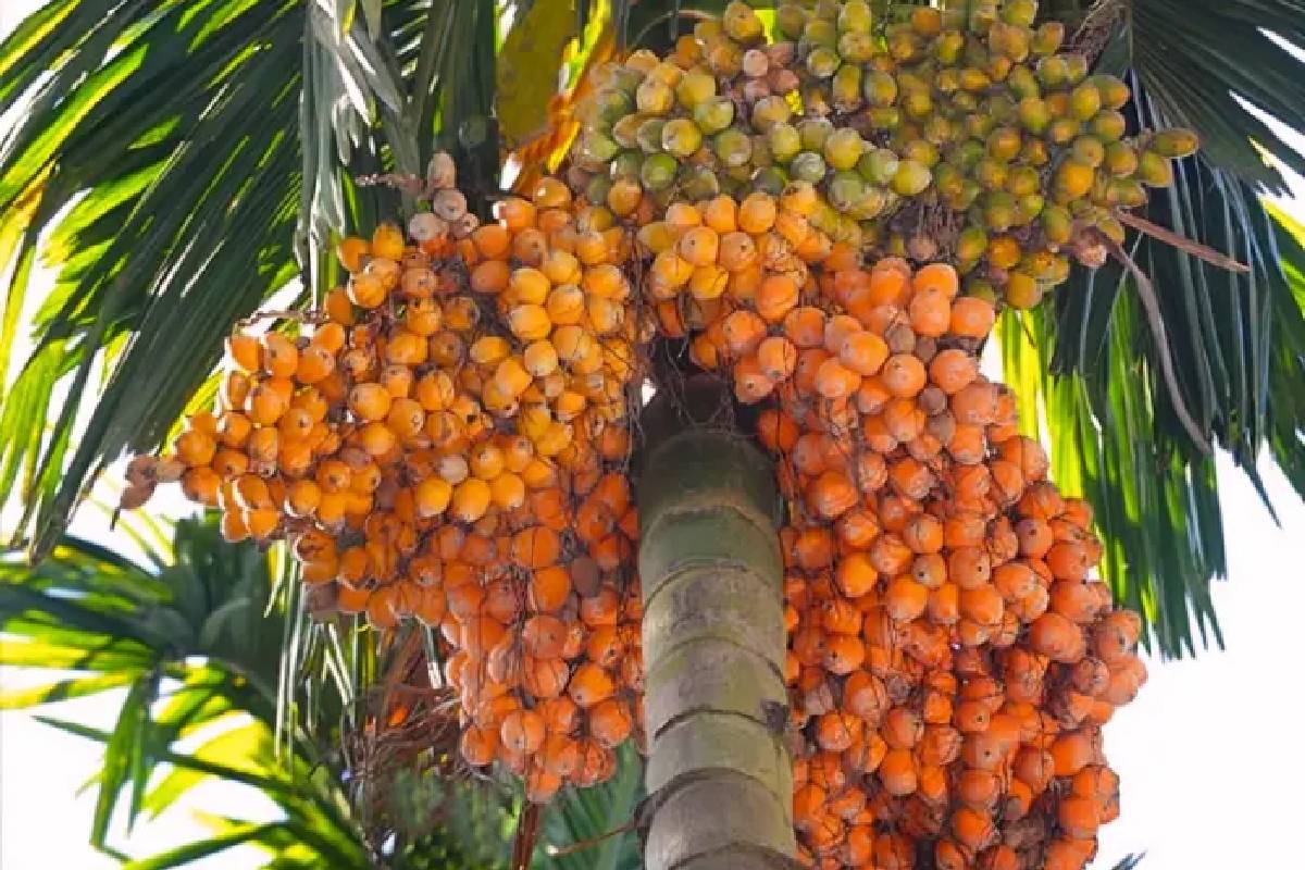 Areca nut price