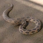 Snake bite