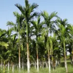 Areca nut