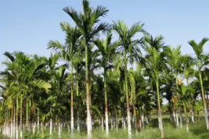 Areca nut