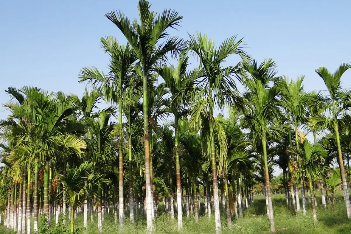 Areca nut