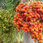 Areca Nut Ban: If you're going to ban it, ban these things before areca nuts!