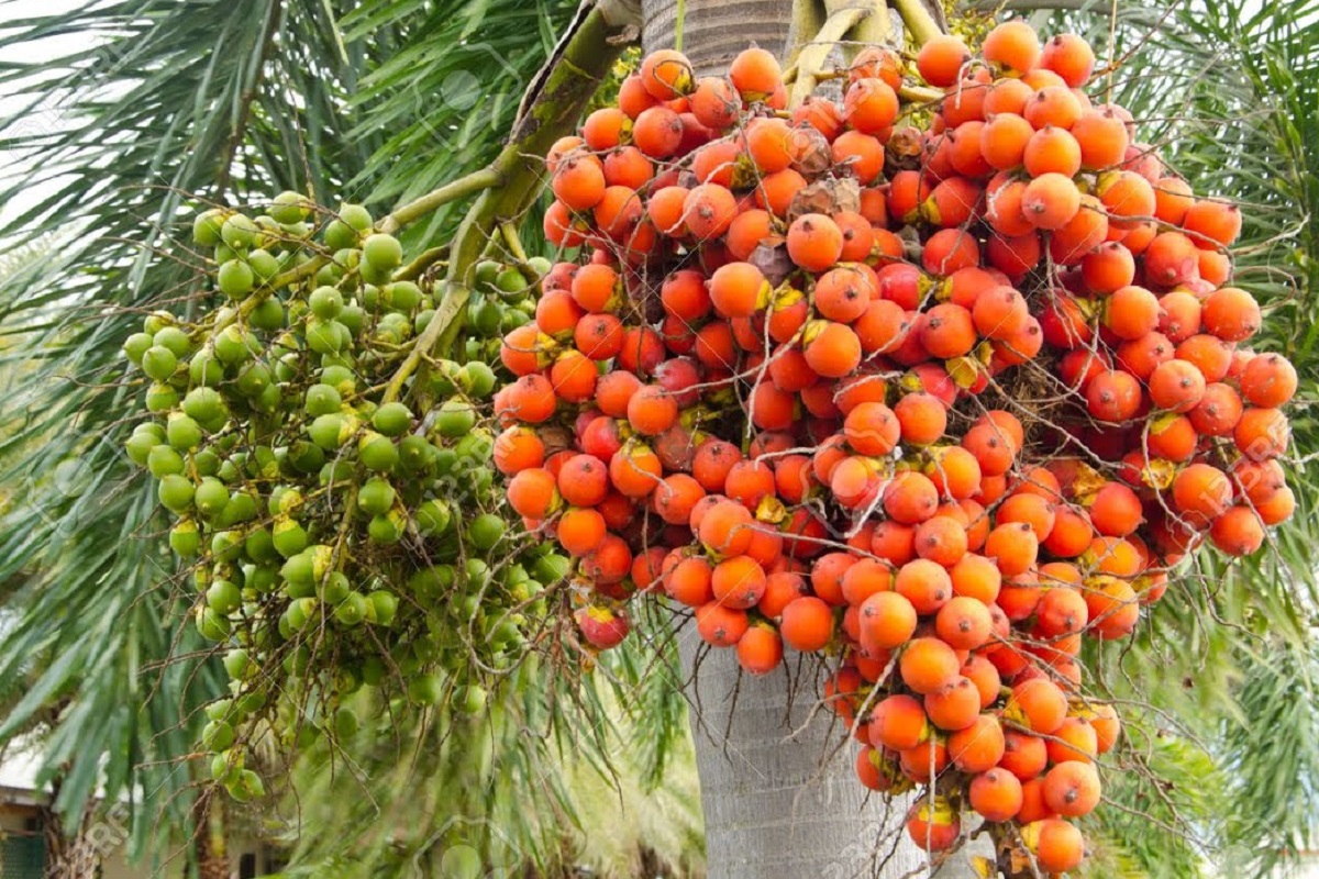 Areca Nut Ban: If you're going to ban it, ban these things before areca nuts!