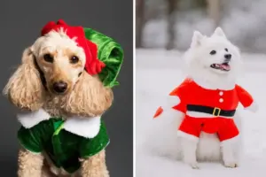 Doggy Christmas Fashion