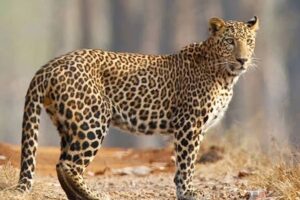 Leopard spotted