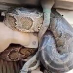Viral Video