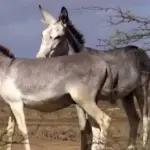 Viral News