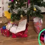Viral Video
