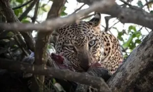 Viral Video