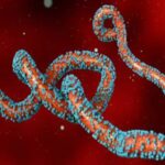 Marburg Virus