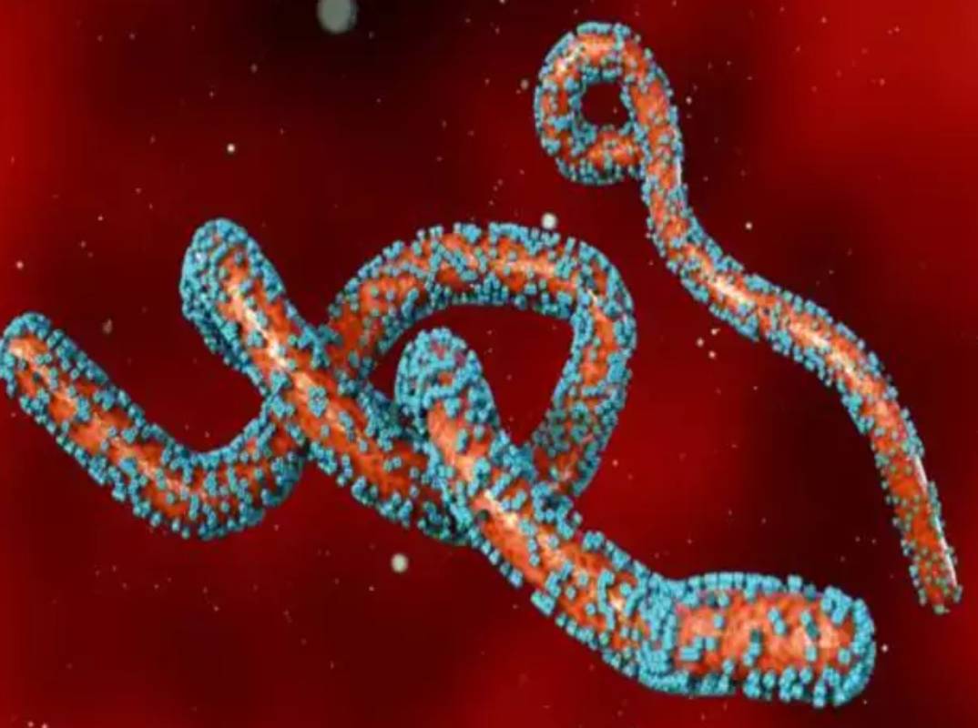 Marburg Virus