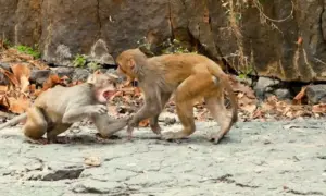 Monkey Fighting