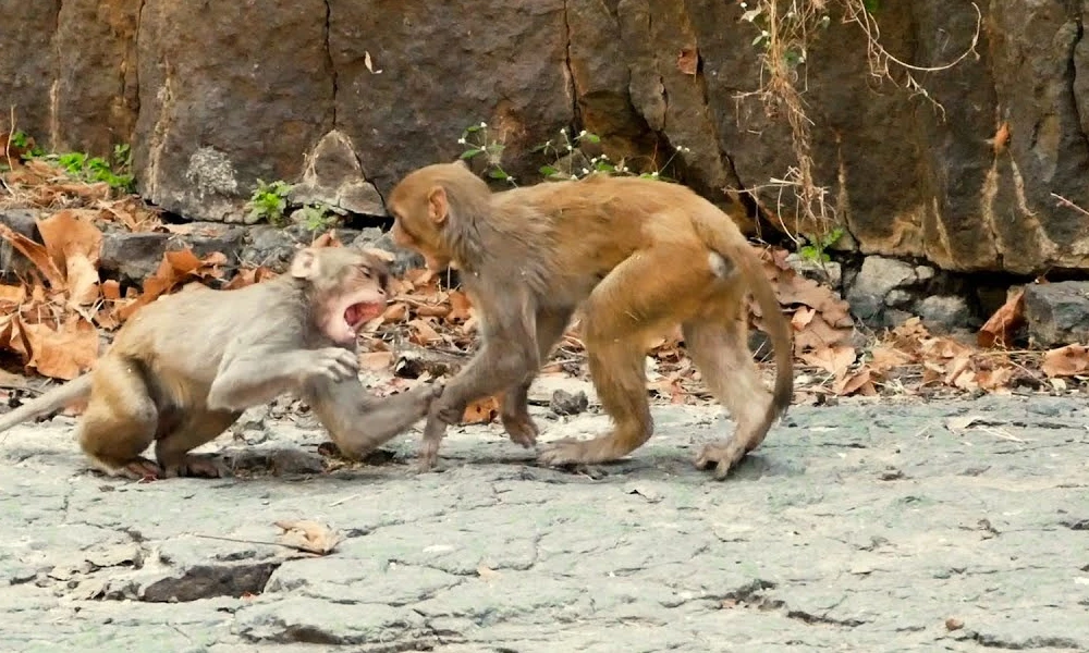 Monkey Fighting