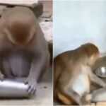 viral video