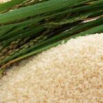 Magic Rice