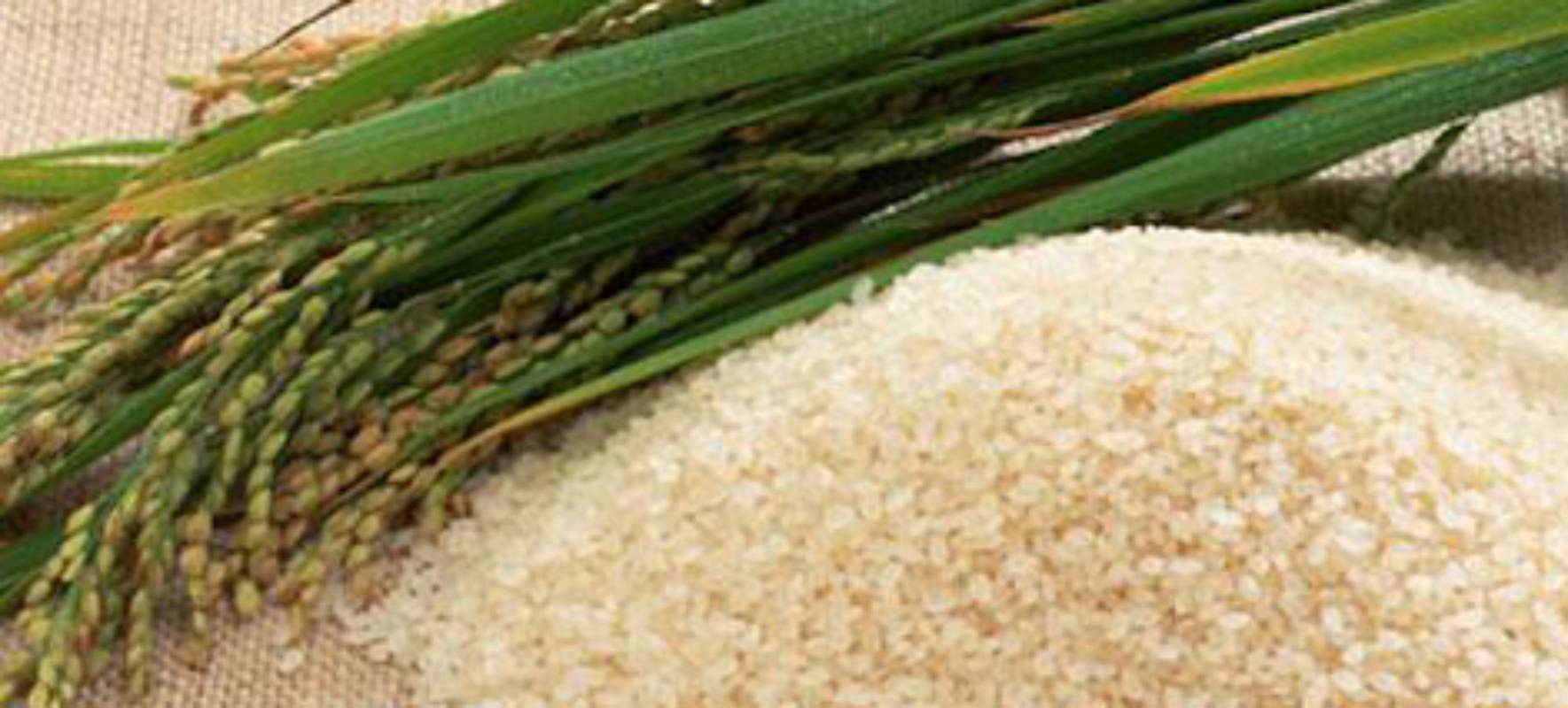 Magic Rice