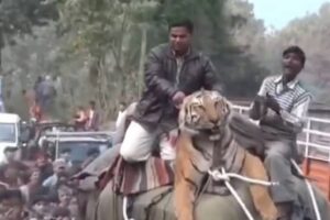 Viral Video