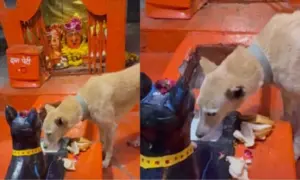Viral Video