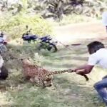 leopard spotted
