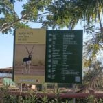 Blackbuck Deer