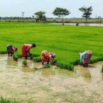 PM Fasal Bima Yojana