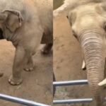 viral video