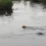 Viral Video