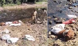 Cow slaughter